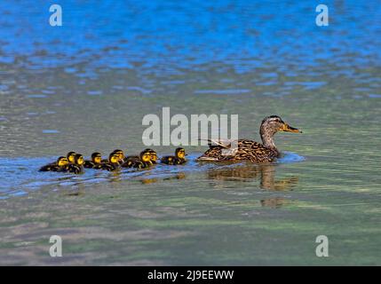 Eine Mutter Mallard Duck (Anas platyrhynchos) schwimmt mit ihren neuen Küken in Einheit 1 der Wasservogelbewirtschaftung in Farmington Bay, Farmington, Da Stockfoto