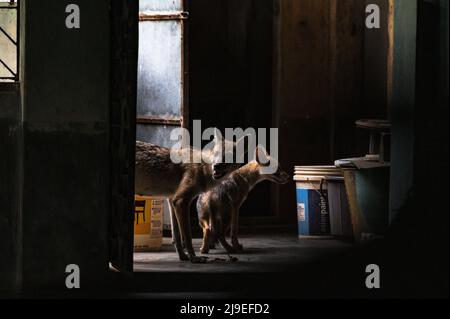 Tehatta, Westbengalen, Indien. 21.. Mai 2022. Eine wilde goldene Schakale (Canis aureus) Mutter und ihr Junge betraten mittags ein Haus zum Essen. Das Baby schnüffelte neugierig alle Dinge neben ihm, als es versuchte, das Zimmer des Hauses zu betreten, und ihre Mutter brüllte sofort und warnte sie. Dieses Foto wurde vor dem Internationalen Tag der biologischen Vielfalt 2022 in Tehatta aufgenommen. Der Goldschakal (Canis aureus) ist ein wolfähnlicher Canid, der in Osteuropa, Südwestasien, Südasien und Regionen Südostasiens beheimatet ist. (Bild: © Soumyabrata Roy/Pacific Press via ZUMA Press Wire) Stockfoto