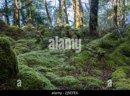 Hellgrünes Moos und andere kleine Farne und Bäume, die auf dem Waldboden und auf dem Baumstumpf mit orangefarbenen Buchenblättern und Baumwurzeln in Kepler for wachsen Stockfoto