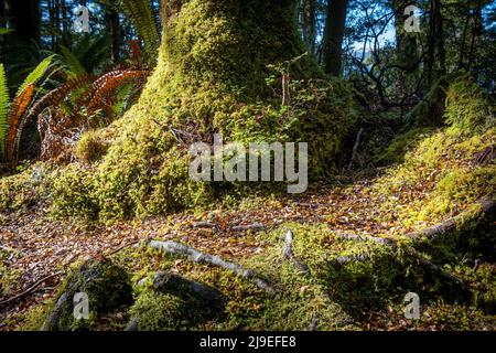 Hellgrünes Moos und andere kleine Farne und Bäume, die auf dem Waldboden und auf dem Baumstumpf mit orangefarbenen Buchenblättern und Baumwurzeln in Kepler for wachsen Stockfoto