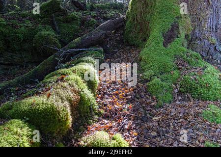 Hellgrünes Moos und andere kleine Farne und Bäume, die auf dem Waldboden und auf dem Baumstumpf mit orangefarbenen Buchenblättern und Baumwurzeln in Kepler for wachsen Stockfoto