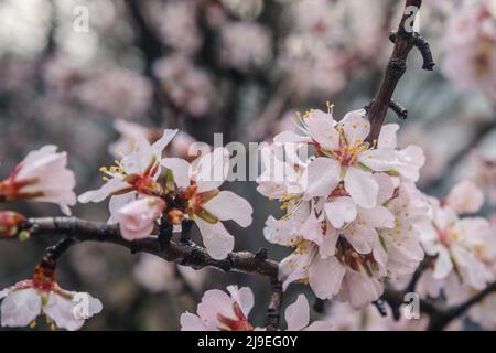 Blühende Mandelbäume im Frühling. Schöne Mandelblüte mit Regentropfen Hintergrund Stockfoto