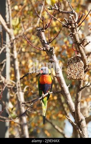 Wild Rainbow Lorikeet - Australien. Fotografie von Michele Domonkos 2021. Stockfoto