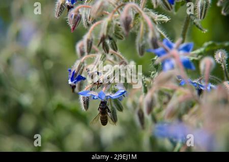 Bienen essen Bienenbrot Stockfoto