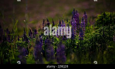 Bremen, Deutschland. 23.. Mai 2022. Lupinen blühen auf der Holzdeponie. Quelle: Sina Schuldt/dpa/Alamy Live News Stockfoto