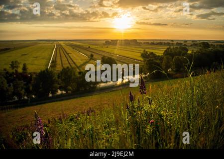 Bremen, Deutschland. 23.. Mai 2022. Lupinen blühen im Sonnenaufgang auf der Blockdeponie. Quelle: Sina Schuldt/dpa/Alamy Live News Stockfoto