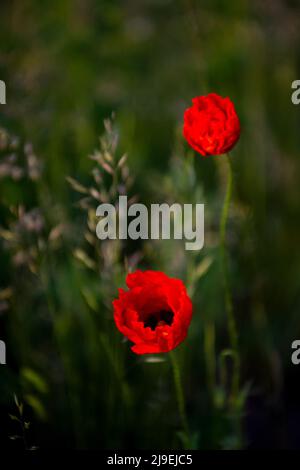 Bremen, Deutschland. 23.. Mai 2022. Mohnblumen blühen auf der Blockdeponie. Quelle: Sina Schuldt/dpa/Alamy Live News Stockfoto