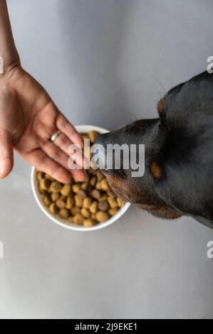 Eine Frau behandelt einen großen schwarzen Hund mit Leckereien. Trockene, pelletierte Lebensmittel in einer weißen Schüssel vor grauem Hintergrund. Ein erwachsener Rottweiler Hund. Draufsicht. Nahaufnahme Stockfoto