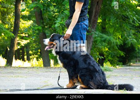 berner Berghund im Park im Sommer für Spaziergänge in der ukraine, reinrassig Hund, Trainingshund Stockfoto