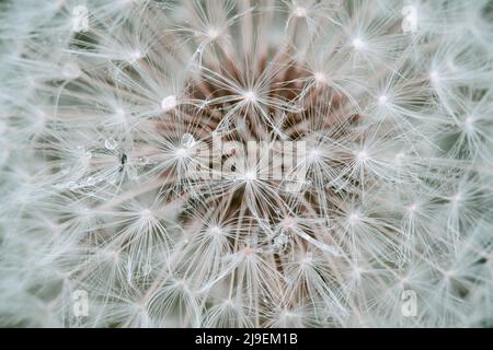 Sandelionssamen aus der Nähe.Abstraktes Makrofoto, weißer Dandelion mit Wassertropfen. Stockfoto