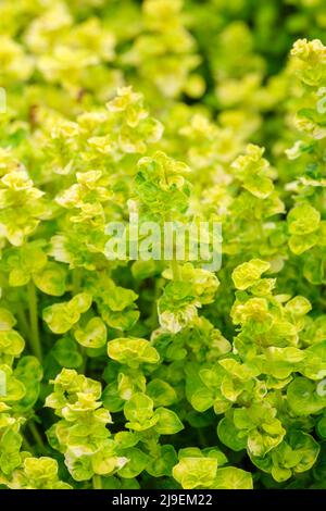 Origanum vulgare 'Aureum', goldener oregano, goldener marjory, Origanum 'Golden'. Leuchtend goldgelbe Blätter. Stockfoto