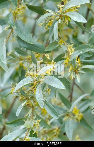 Elaeagnus angustifolia, russische Olive, Silberbeere, Oleaster oder wilde Olive. Grünlich-gelbe Blüten im frühen Frühjahr Stockfoto