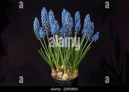 Große Ansammlung von leuchtend königsblauen Traubenhyazinthen Muscari-Zwiebeln, die in einem kleinen Topf vor schwarzem Hintergrund blühen Stockfoto