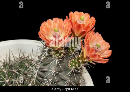 Eingetopfter Echinocereus triglochidiatus-Kaktus mit drei leuchtend orangefarbenen Blüten zwischen den gefährlichen Stacheln auf schwarzem Hintergrund Stockfoto