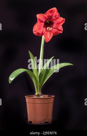 Topfpflanze hippeastrum amaryllis mit einer riesigen leuchtend roten Blume hoch über den bandförmigen Blättern auf schwarzem Hintergrund Stockfoto