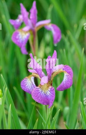 Iris „Sparkling Rose“, Sibirische Iris „Sparkling Rose“, Iris sibirica „Sparkling Rosé“, rosa-blaue Blüten Stockfoto