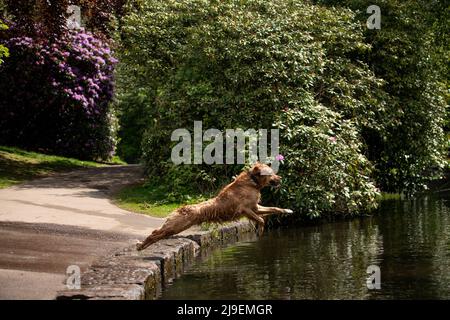 Aktenfoto vom 13/05/20 eines Hundes, der im Highbury Park in Birmingham ins Wasser springt. Hunde, die in London leben, leiden eher an einem Hitzschlag als anderswo in Großbritannien, und Besitzer werden gewarnt, wachsam über Symptome zu sein, wenn der Sommer naht. Ausgabedatum: Montag, 23. Mai 2022. Stockfoto