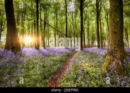 Pfad durch den atemberaubenden Blaubell-Waldaufgang in Hampshire England. Wilder Wald blüht in der Frühlingslandschaft Stockfoto