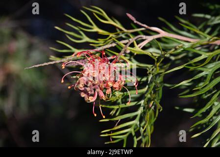 Rote und gelbe grevillea-Blume, mit grünen Blättern im Hintergrund, während eine Honigbiene Pollen aus den Blütenblättern sammelt Stockfoto