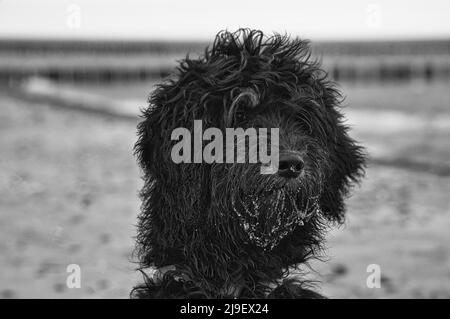 Godendoddle in schwarz-weiß im Portrait am Ostseestrand. Hunde geschossen . Tierfoto. Detailreiche Aufnahme. Stockfoto