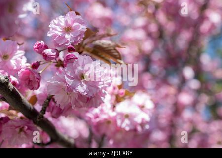 Selektiver Fokus von schönen Zweigen rosa Kirschblüten auf dem Baum Stockfoto