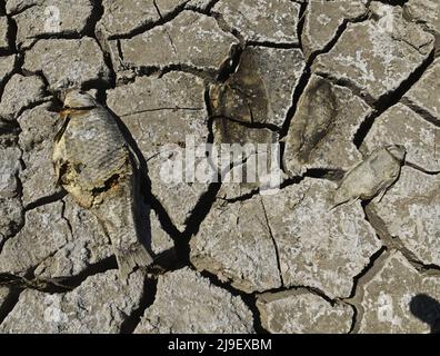 Las Vegas, Usa. 23.. Mai 2022. Tote Fische werden auf der gerissenen Erde gesehen, hunderte von Metern von dem, was jetzt die Küste am Lake Mead National Recreation Area ist, wo der Wasserstand in Boulder City, Nevada, am Sonntag, den 22. Mai 2022 dramatisch gesunken ist. Lake Mead ist unter 1.050 Fuß gefallen, ein Meilenstein, da die Wasserversorgung des Las Vegas-Tals während einer 22-jährigen Dürre schrumpft. Foto von Jim Ruymen/UPI Credit: UPI/Alamy Live News Stockfoto