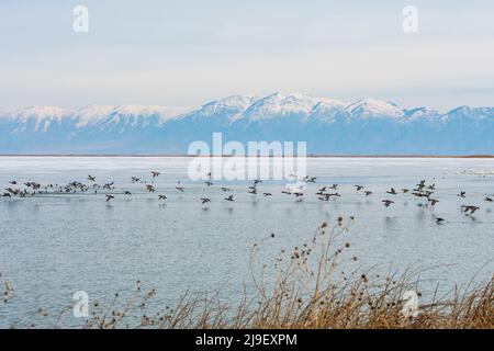 Vögel fliegen über teilweise gefrorenen See, Bear River Zugvogelschutzgebiet, Utah Stockfoto