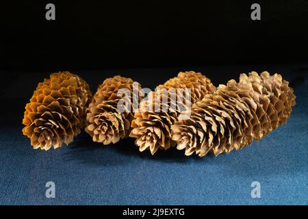 Tannenzapfen aus der Nähe auf schwarzem Hintergrund Waldobjekte auf einem blauen Tisch Stockfoto