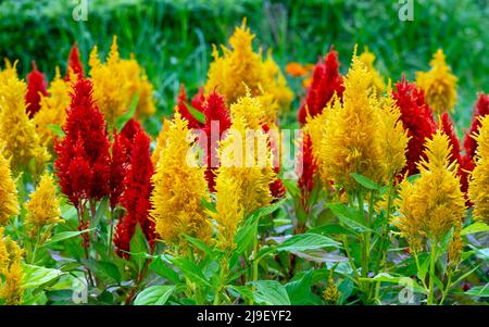 Im Garten wächst die Cockscomb-Blume (Celosia cristata) Stockfoto