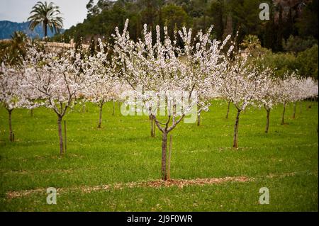 Mandelblüte auf Mallorca Stockfoto