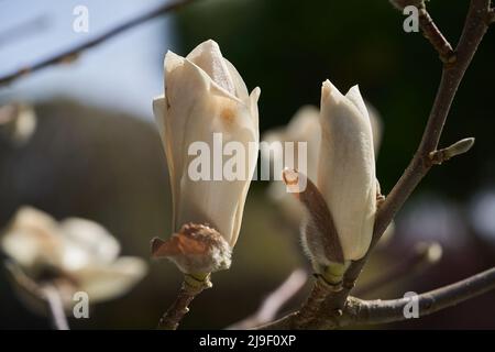 Blühender Baum Magnolia kobus im Garten. Bekannt als mokryeon kobus magnolia oder Kobushi magnolia. Detail des Blütenkopfes, Frühling. Stockfoto