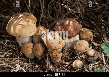 Essbarer Pilz Calocybe gambosa auf der Wiese. Bekannt als St. George's Pilz. Gruppen von Wildpilzen, die im Gras wachsen. Stockfoto