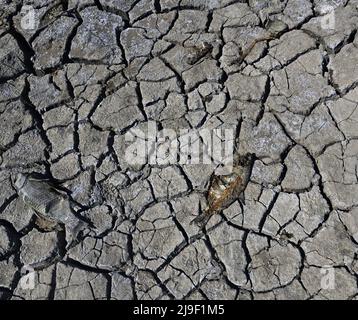 Las Vegas, Usa. 23.. Mai 2022. Tote Fische werden auf der gerissenen Erde gesehen, hunderte von Metern von dem, was jetzt die Küste am Lake Mead National Recreation Area ist, wo der Wasserstand in Boulder City, Arizona, am Sonntag, den 22. Mai 2022 dramatisch gesunken ist. Lake Mead ist unter 1.050 Fuß gefallen, ein Meilenstein, da die Wasserversorgung des Las Vegas-Tals während einer 22-jährigen Dürre schrumpft. Foto von Jim Ruymen/UPI Credit: UPI/Alamy Live News Stockfoto