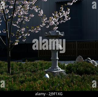 Kirschblüten und eine steinerne Laterne in einem traditionellen japanischen Garten Stockfoto