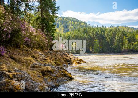 Manzherok Stromschnellen im Altai-Gebirge. Maralnik-Busch am Ufer des Katun-Flusses, Sibirien, Russland Stockfoto