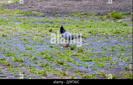 Rock Pigeon auf der Straße auf der Suche nach dem Essen Stockfoto