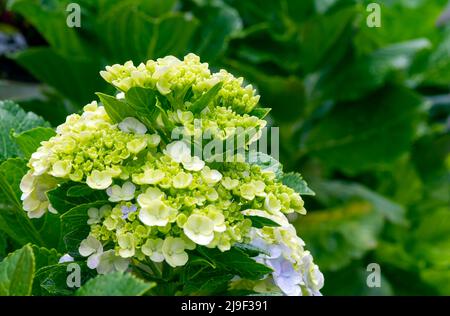 Die Schönheit der Panca Warna Blume (Hydrangea macrophylla) Stockfoto