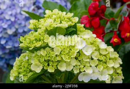 Die Schönheit der Panca Warna Blume (Hydrangea macrophylla) Stockfoto