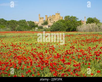 Mohnblumen im Frühling und Schloss Olite in Navarra Stockfoto