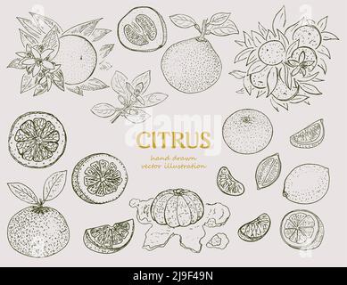 Handgezeichnetes botanisches Zitrusset mit Mandarine aus oranger Limette und Pomelo im Vintage-Stil mit isolierter Vektorgrafik Stock Vektor