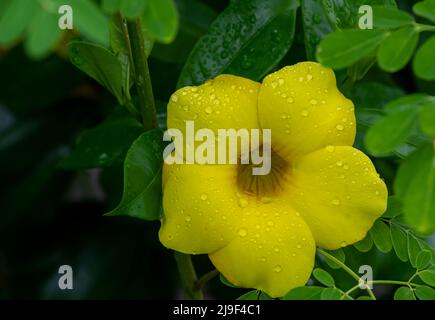 Gelbe allamanda (Allamanda cathartica) blüht mit Wassertropfen Stockfoto