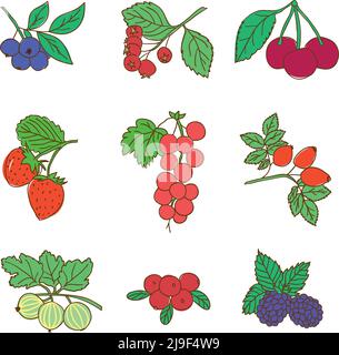 Farbige Grafik Naturkost Set mit verschiedenen Arten von botanischen Organische Beeren isoliert Vektor-Illustration Stock Vektor