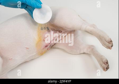 Der Tierarzt behandelt die Naht des Hundes nach einer chirurgischen Operation. Stockfoto