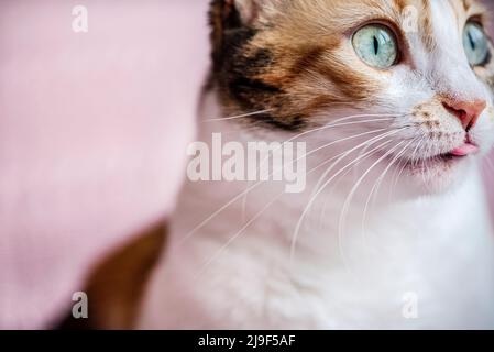 Nahaufnahme des Gesichts einer Calico-Katze, Makrofotografie Stockfoto