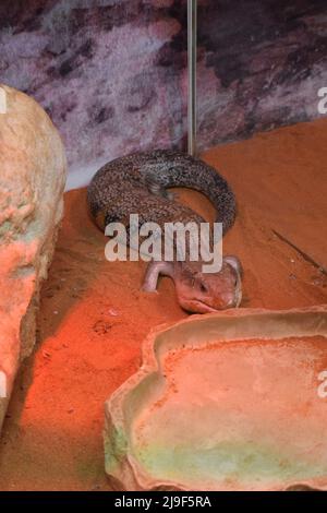Blauer Tanimbar-Zungenschnink (Tiliqua scincoides chimerea). Tiliqua scincoides (gewöhnlicher Blauzungenskink, Blauzungeneidechse, gemeine Blauzungenauge) Stockfoto