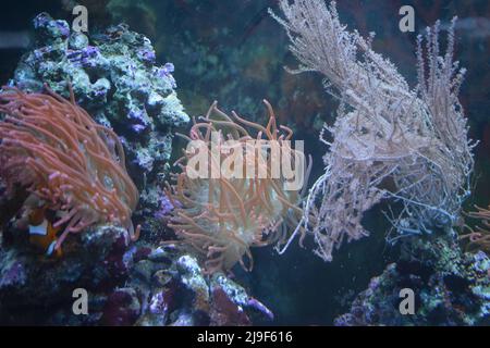 Anemone Magie auf dem Riff. Unterwasseranemone. Stockfoto