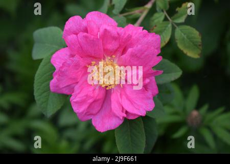 Hagebutten Bush blühen im Frühling. Helle, schöne Blumen der Hagebutten von zarten rosa Farbe der Pastelltöne. Arzneimittel blumen Teezubereitung für Wiegen Stockfoto