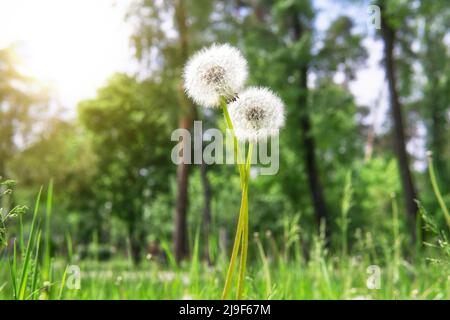 Zwei miteinander verflochtenen, blühenden Dandelionen im Park konzentrieren sich auf den Vordergrund. Stockfoto