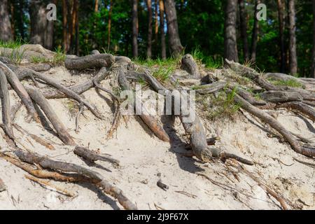 Low-Angle-Ansicht der exponierten Wurzeln im Kiefernwald. Stockfoto