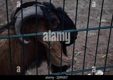 Porträt eines Widders, pelzige Tur mit geschwungenen großen Hörnern. Bergschafe, Ziege Nahaufnahme Porträt . Bighorn-Widder posiert Stockfoto